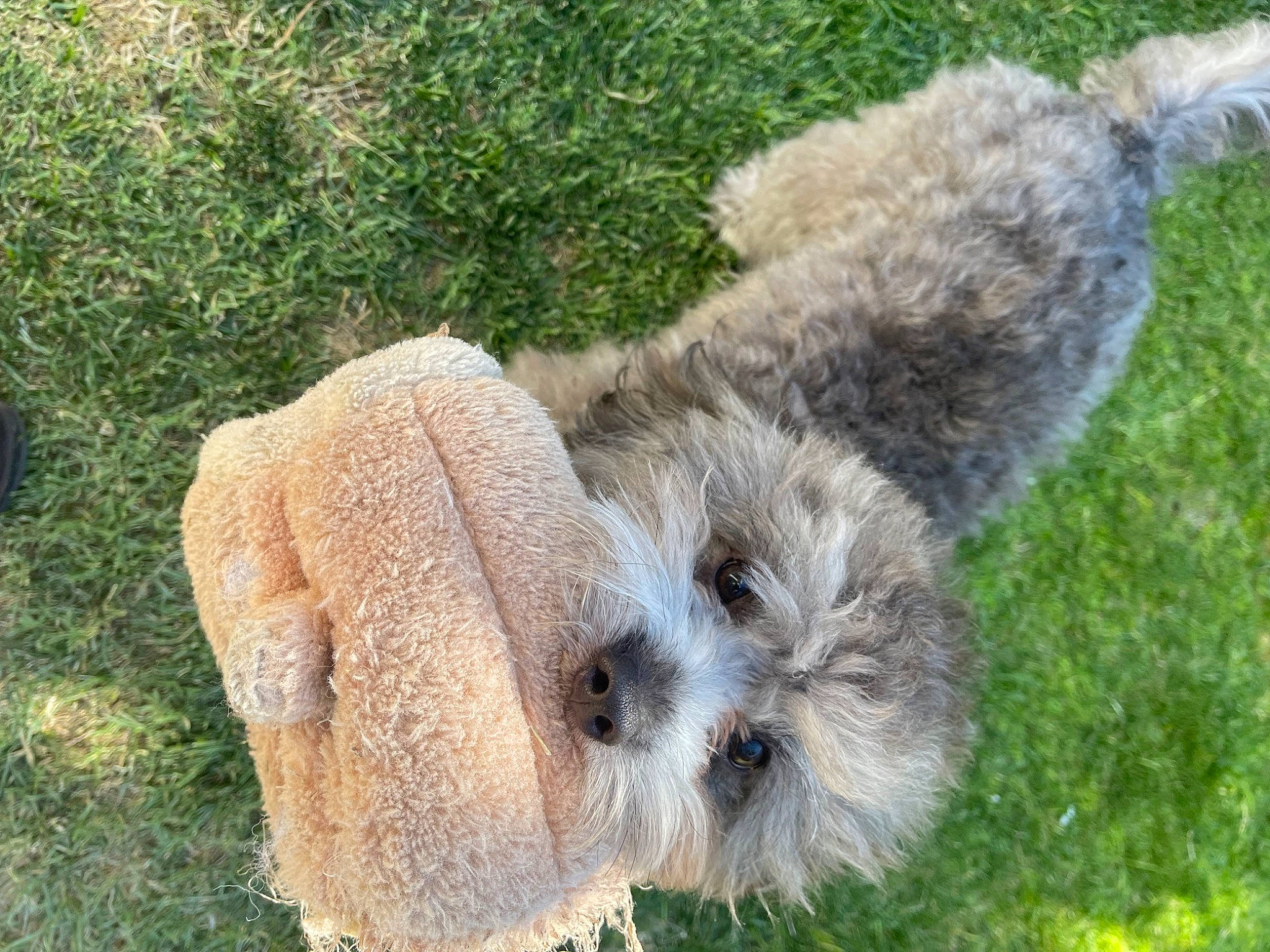 Koda joined the competition — help win amazing prizes! ancient_dog_breeds, art, canidae, carnivore, chair, companion_dog, dog, dog_breed, fur, grass, groundcover, plant, sheep, small_terrier, snout, sporting_group, terrestrial_animal, terrier, toy_dog, working_animal