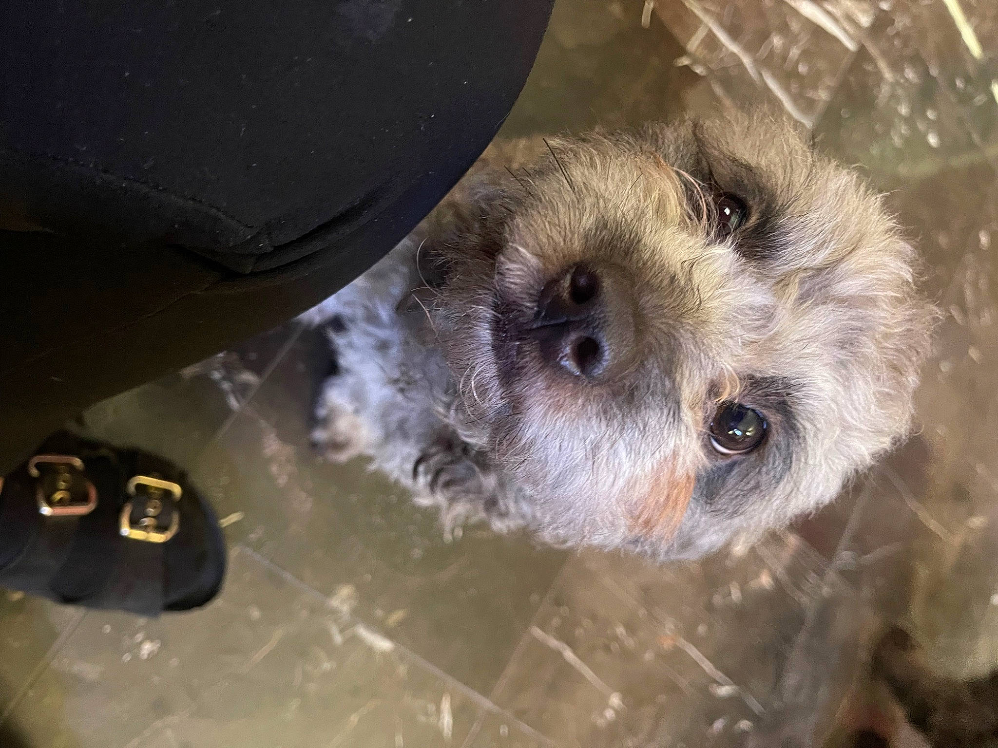 Koda is registered to the contest to win money with this photo: automotive_tire, bearded_seal, canidae, carnivore, dog_breed, event, fur, marsupial, mustelidae, north_american_river_otter, otter, sloth, sporting_group, terrestrial_animal, three_toed_sloth, two_toed_sloth, whiskers, wildlife