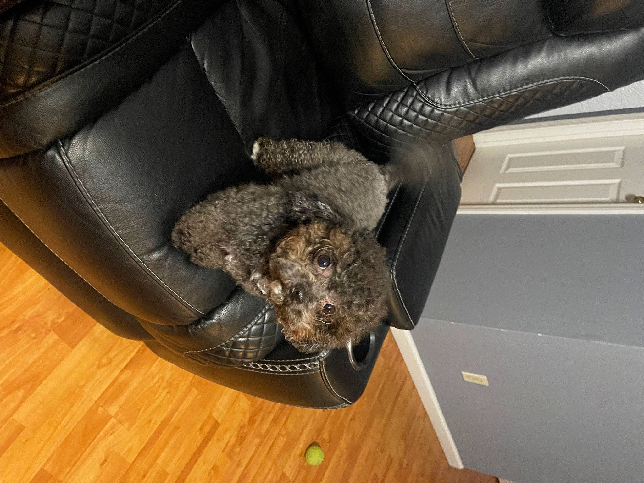 Kenai is registered to the contest to win money with this photo: armrest, auto_part, automotive_design, automotive_exterior, automotive_tire, automotive_wheel_system, chair, comfort, family_car, flooring, fur, hardwood, luxury_vehicle, metal, personal_luxury_car, recliner, room, vehicle, wood, wood_flooring