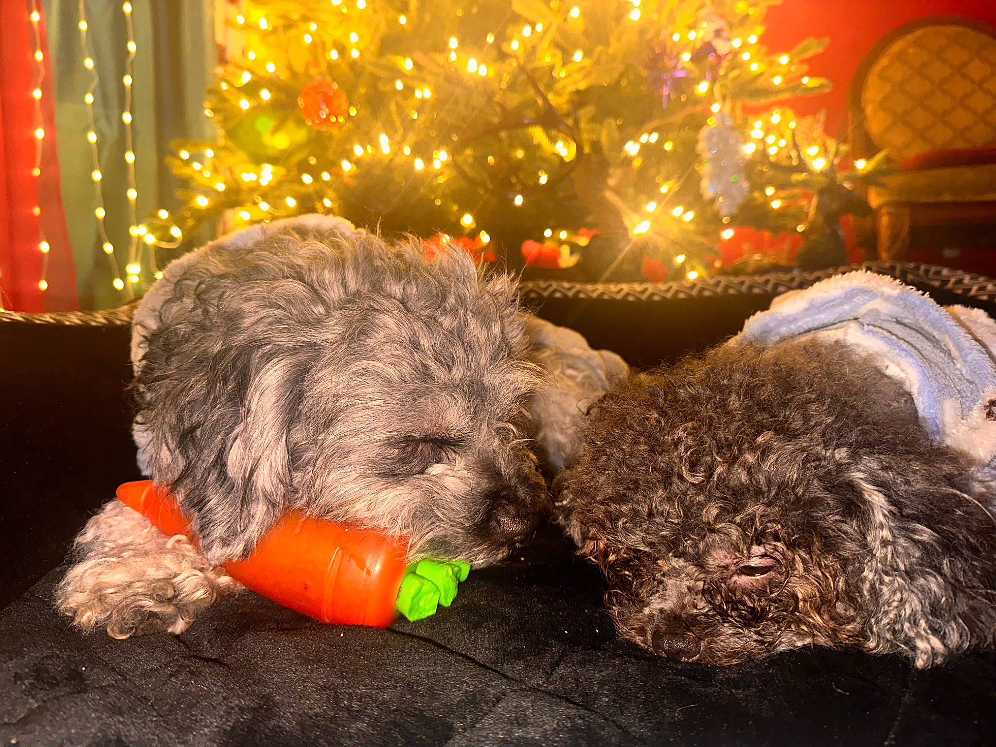 Kenai is registered to the contest to win money with this photo: ball, canidae, carnivore, christmas_ornament, christmas_tree, companion_dog, dog, dog_breed, dog_supply, dog_toy, event, fur, holiday, interior_design, snout, sporting_group, stuffed_toy, terrier, toy, winter