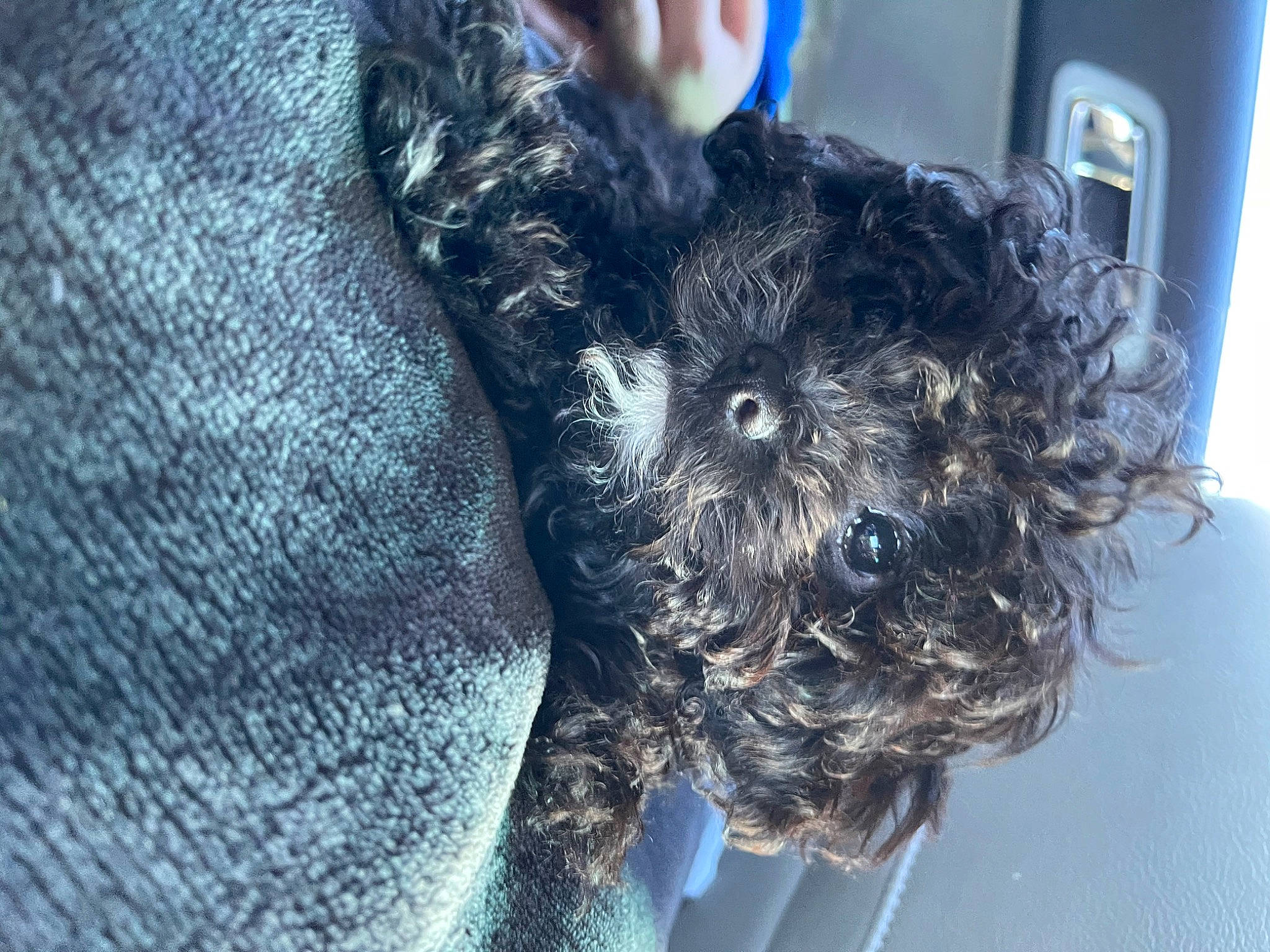 Kenai is registered to the contest to win money with this photo: canidae, carnivore, companion_dog, dog, dog_breed, dress, electric_blue, fashion_accessory, fawn, fur, gesture, hand, human_leg, long_hair, selfie, snout, sporting_group, toy_dog, wool, working_animal