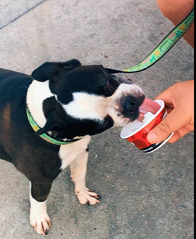 Jack is registered to the contest to win money with this photo: boston_terrier, canidae, carnivore, dog, dog_breed, fawn, mammal, non_sporting_group, snout, sporting_group