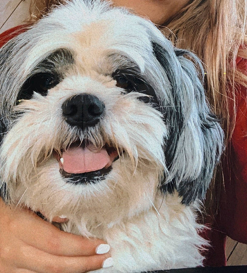 Toby joined the competition — help win amazing prizes! canidae, carnivore, chinese_imperial_dog, companion_dog, dog, dog_breed, havanese, kyi_leo, lhasa_apso, lowchen, maltepoo, mammal, petit_basset_griffon_vendeen, rare_breed_dog, shih_tzu, snout, terrier, tibetan_terrier, toy_dog, vertebrate