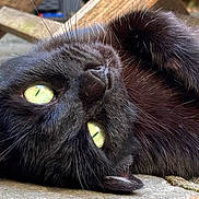 Isis participe au concours pour gagner de l'argent avec cette photo : black_cat, cat, feline, green_eyes, close_up, lying_down, upside_down, paw, whiskers, fur, shiny_coat, outdoor, patio, paving_stones, relaxed, playful, portrait, animal, pet, dramatic_pose