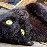 black_cat, cat, feline, green_eyes, close_up, lying_down, upside_down, paw, whiskers, fur, shiny_coat, outdoor, patio, paving_stones, relaxed, playful, portrait, animal, pet, dramatic_pose