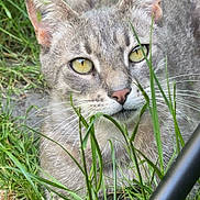 Zéphyr participe au concours pour gagner de l'argent avec cette photo : cat, tabby, gray_fur, green_eyes, animal, pet, whiskers, ears, portrait, closeup, outdoor, grass, garden, nature, feline, short_hair, alert, looking_at_camera, facial_features, daylight