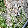 cat, tabby, gray_fur, green_eyes, animal, pet, whiskers, ears, portrait, closeup, outdoor, grass, garden, nature, feline, short_hair, alert, looking_at_camera, facial_features, daylight