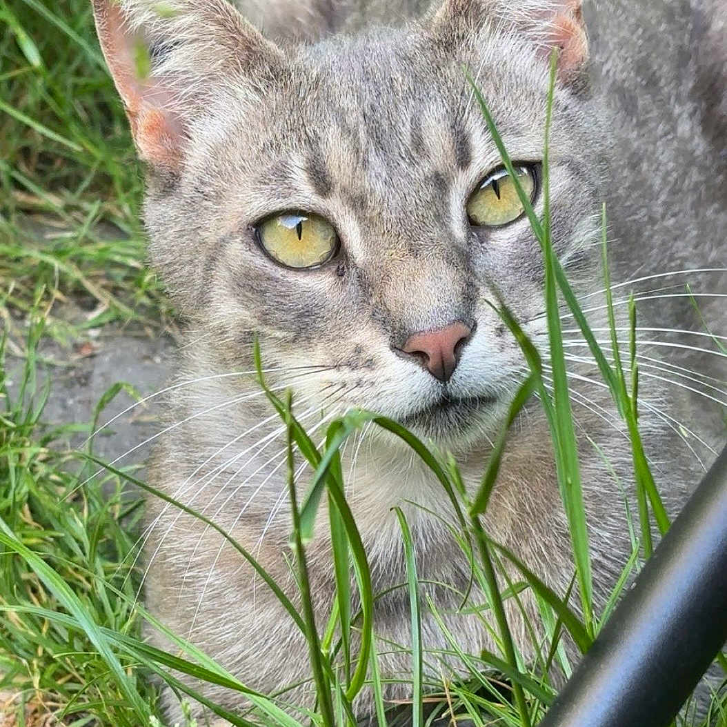 Zéphyr participe au concours pour gagner de l'argent avec cette photo : cat, tabby, gray_fur, green_eyes, animal, pet, whiskers, ears, portrait, closeup, outdoor, grass, garden, nature, feline, short_hair, alert, looking_at_camera, facial_features, daylight