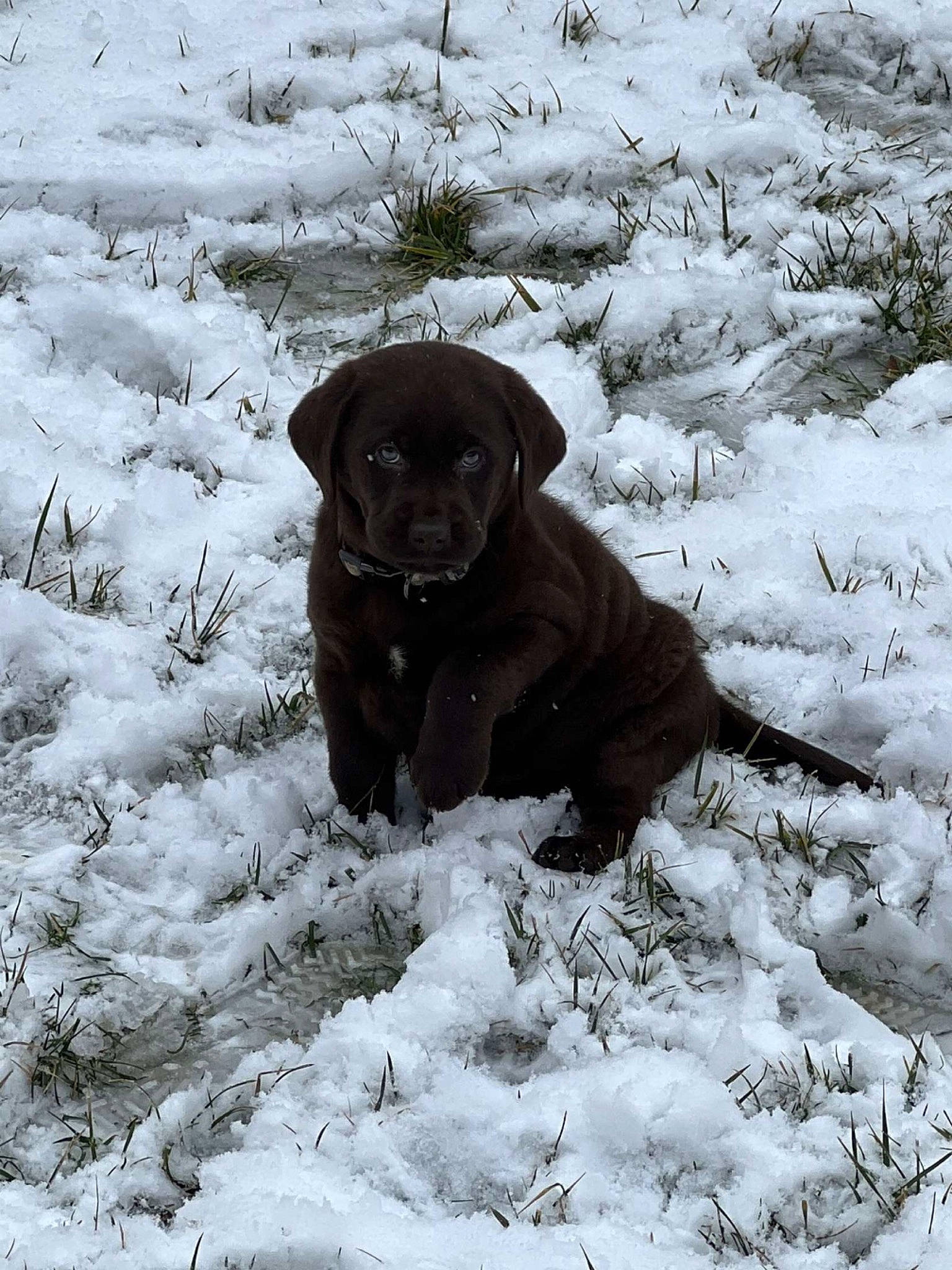 Huk joined the competition — help win amazing prizes! borador, canidae, carnivore, collar, dog, dog_breed, dog_collar, fawn, freezing, fur, gun_dog, liver, mammal, plant, snout, snow, sporting_group, whiskers, winter, working_animal