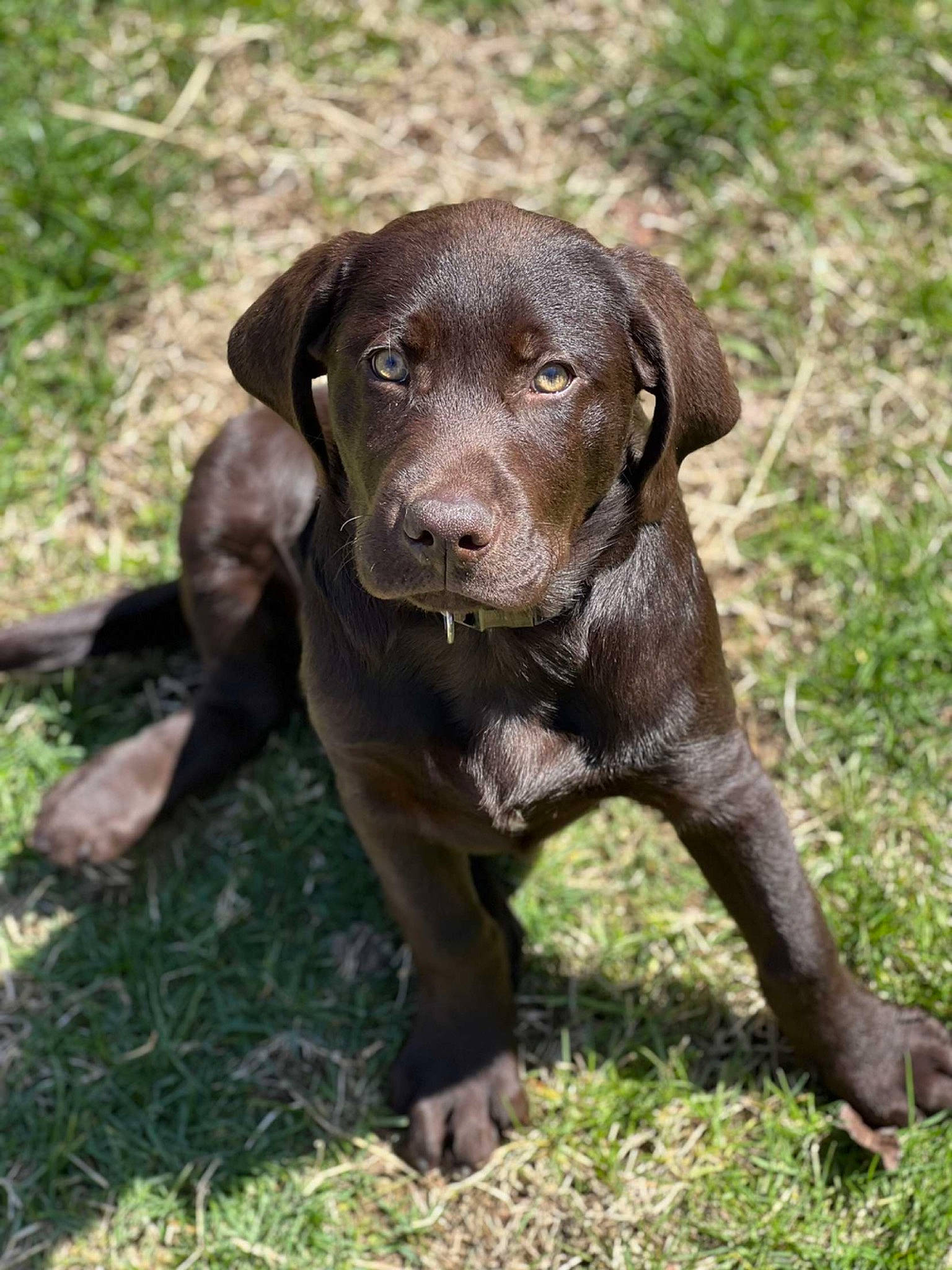 Huk joined the competition — help win amazing prizes! borador, canidae, carnivore, companion_dog, dog, dog_breed, fawn, fur, grass, gun_dog, hunting_dog, liver, plant, snout, sporting_group, terrestrial_animal, whiskers, working_animal