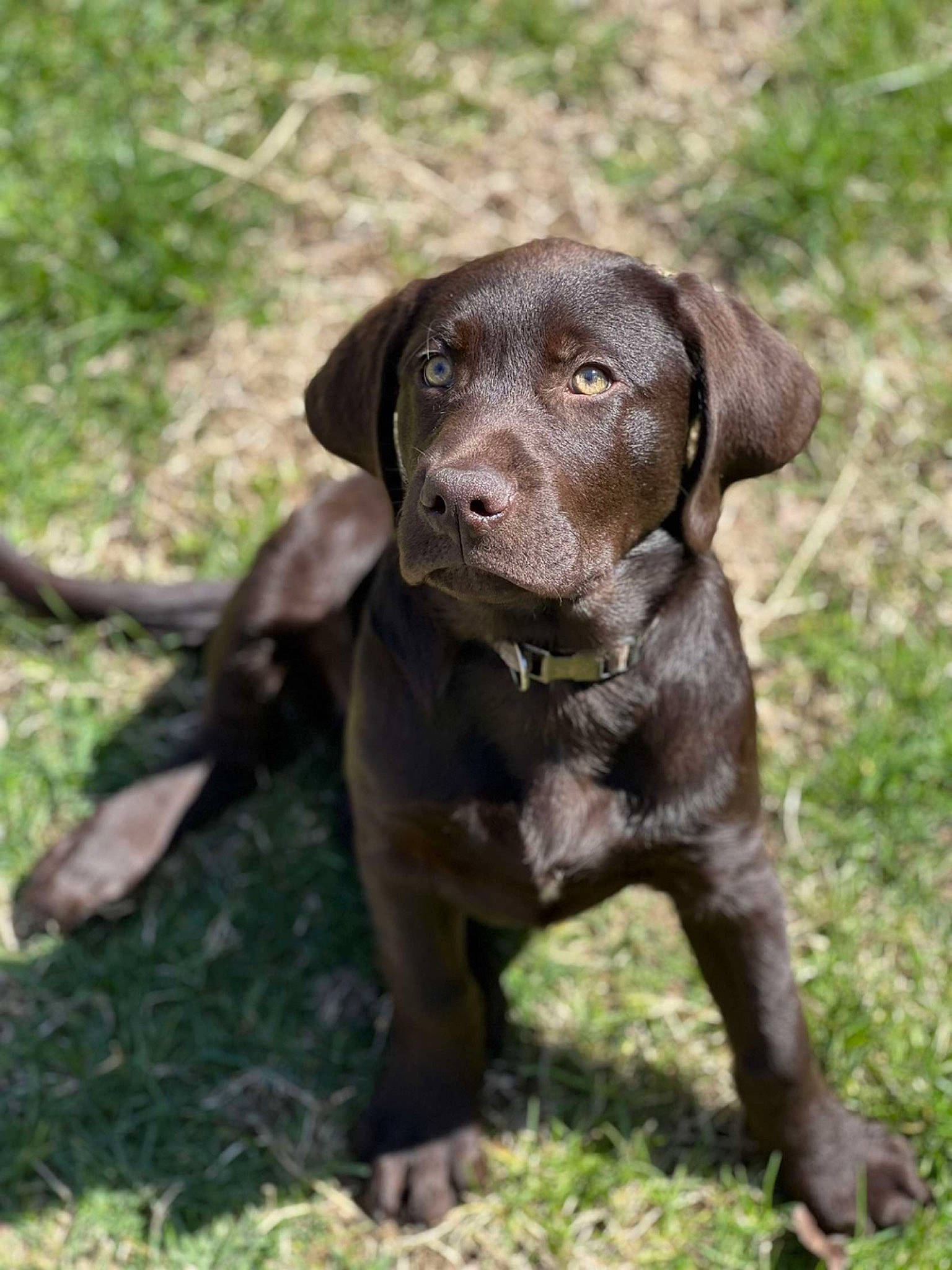 Huk joined the competition — help win amazing prizes! borador, canidae, carnivore, companion_dog, dog, dog_breed, eye, fawn, fur, grass, gun_dog, hunting_dog, liver, plant, puppy, snout, sporting_group, terrestrial_animal, whiskers, working_animal