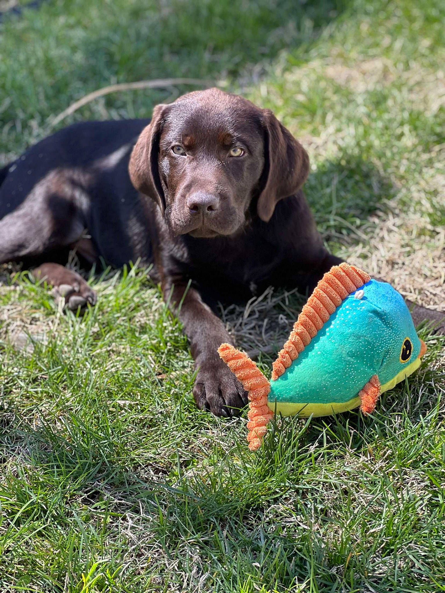 Huk joined the competition — help win amazing prizes! canidae, carnivore, companion_dog, dog, dog_breed, dog_collar, fawn, grass, gun_dog, hound, leash, liver, pointing_breed, retriever, snout, spaniel, sporting_group, tail, terrestrial_animal, working_animal
