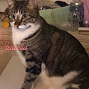 Isabella Lynn is registered to the contest to win money with this photo: cat, tabby_cat, indoor, pet, animal, feline, white_paws, green_eyes, sitting, table, household_items, basket, glass, cup, background, close_up, domestic, cute, alert, fur_pattern