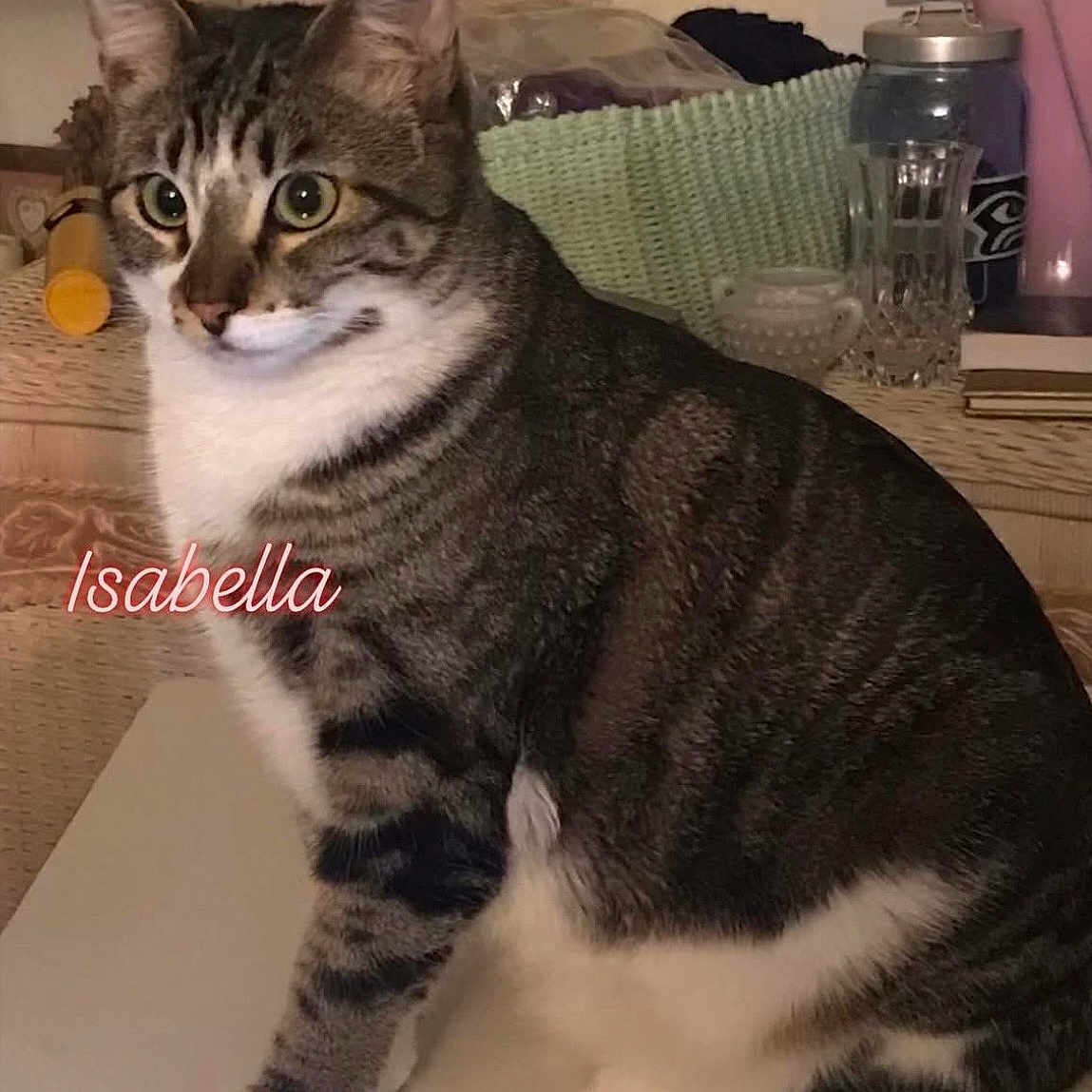 Isabella Lynn is registered to the contest to win money with this photo: cat, tabby_cat, indoor, pet, animal, feline, white_paws, green_eyes, sitting, table, household_items, basket, glass, cup, background, close_up, domestic, cute, alert, fur_pattern