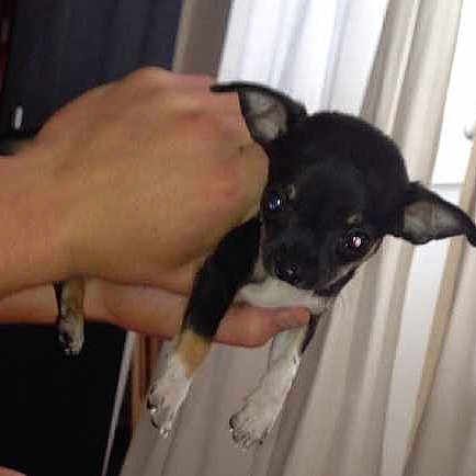 Cody-Blue joined the competition — help win amazing prizes!