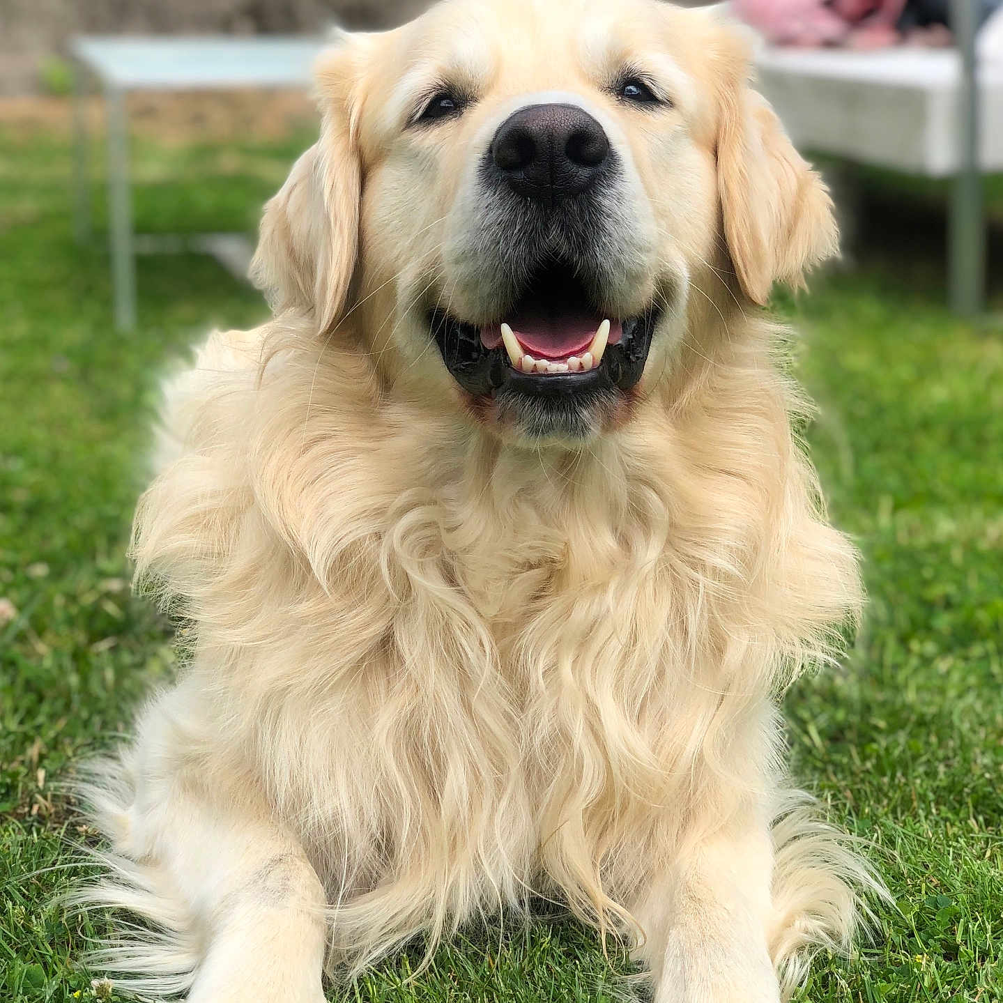 Odji a rejoint le concours — aidez-le/la à gagner de superbes lots ! animal, bodypart, canine, cockerspaniel, dog, eskimodog, goldenretriever, grass, hound, labradorretriever, lawn, mouth, person, pet, plant, puppy, whitedog