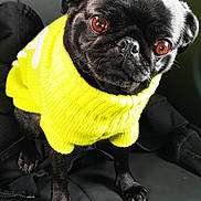 Prada a rejoint le concours — aidez-le/la à gagner de superbes lots ! animal, black_dog, bright_clothing, canine, companion, cute, dog, domestic_animal, expression, face, friendly, fur, indoors, looking, pet, portrait, pug, sitting, small_dog, yellow_sweater