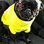 animal, black_dog, bright_clothing, canine, companion, cute, dog, domestic_animal, expression, face, friendly, fur, indoors, looking, pet, portrait, pug, sitting, small_dog, yellow_sweater