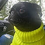 animal, black_dog, blurred_background, canine, car_interior, casual_clothing, close_up, companion, cozy, denim_jeans, dog, indoor, knitted_sweater, pet, portrait, pug, seat, trees, window, yellow_sweater