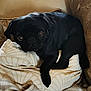 Prada a rejoint le concours — aidez-le/la à gagner de superbes lots ! animal, black_dog, blanket, canine, comfortable, companion, cozy, cushion, cute, dog, domestic_animal, fur, indoor, pet, pillow, pug, relaxing, resting, small_dog, snuggled