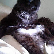 Teddy joined the competition — help win amazing prizes! cat, black_cat, white_fur, fluffy, long_hair, pet, animal, sitting, bed, blanket, bedroom, indoors, portrait, close_up, whiskers, ears, eyes, black_and_white, relaxed, tuxedo_cat