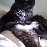 cat, black_cat, white_fur, fluffy, long_hair, pet, animal, sitting, bed, blanket, bedroom, indoors, portrait, close_up, whiskers, ears, eyes, black_and_white, relaxed, tuxedo_cat