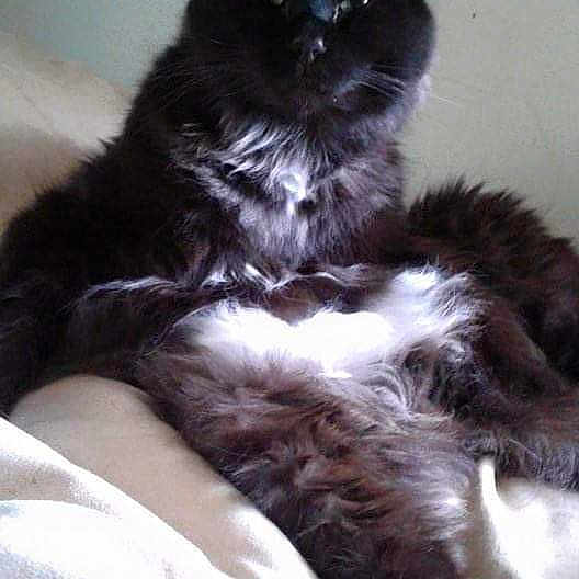 Teddy