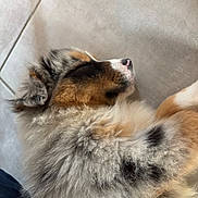 Baïko participe au concours pour gagner de l'argent avec cette photo : puppy, dog, sleeping, fluffy, tricolor, bernese_mountain_dog, close_up, portrait, fur, pink_nose, paw, lying_down, indoors, tile_floor, relaxed, cute, pet, animal, nap, upside_down