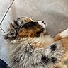 puppy, dog, sleeping, fluffy, tricolor, bernese_mountain_dog, close_up, portrait, fur, pink_nose, paw, lying_down, indoors, tile_floor, relaxed, cute, pet, animal, nap, upside_down