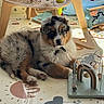 puppy, dog, australian_shepherd, fluffy, black_white_brown, lying_down, pet, animal, portrait, face, eyes, nose, collar, indoors, playroom, play_mat, wooden_toys, activity_center, colorful, cute