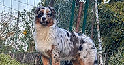 Baïko a rejoint le concours — aidez-le/la à gagner de superbes lots ! dog, australian_shepherd, fluffy, long_hair, merle_coat, brown_white, black_gray, pet, animal, standing, outdoors, backyard, garden, fence, trees, trampoline, grass, portrait, alert, clear_sky