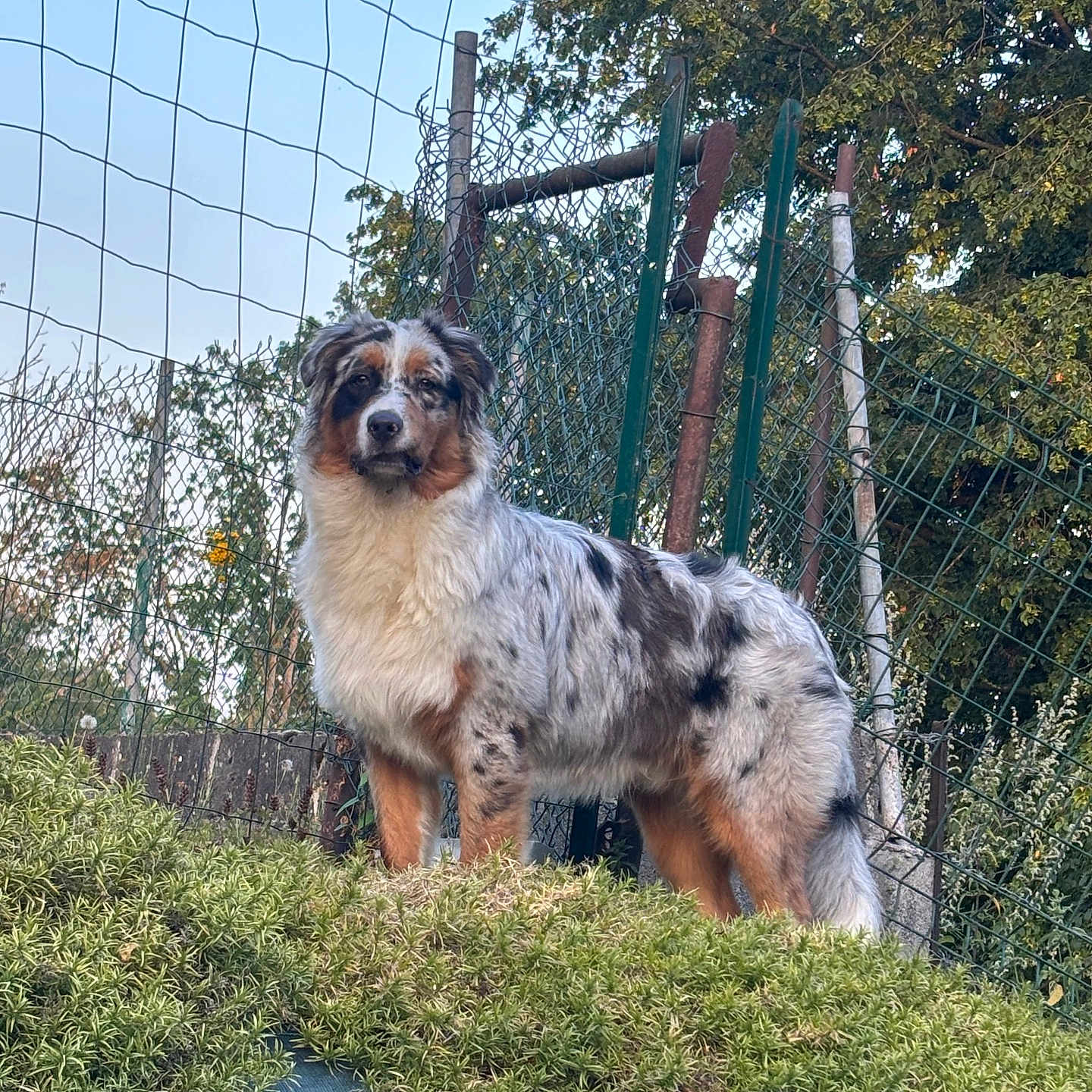 Baïko a rejoint le concours — aidez-le/la à gagner de superbes lots ! dog, australian_shepherd, fluffy, long_hair, merle_coat, brown_white, black_gray, pet, animal, standing, outdoors, backyard, garden, fence, trees, trampoline, grass, portrait, alert, clear_sky