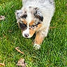 puppy, dog, canine, fluffy, tricolor, white_fur, brown_fur, black_fur, outdoor, grass, lawn, fallen_leaves, animal, pet, young_dog, walking, running, closeup, nature, portrait
