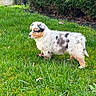 Baïko a rejoint le concours — aidez-le/la à gagner de superbes lots ! puppy, dog, tricolor, fluffy, outdoor, garden, grass, lawn, hedge, greenery, standing, animal, pet, canine, cute, fur, portrait, nature, daylight, backyard
