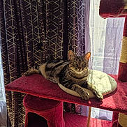 Vanille a rejoint le concours — aidez-le/la à gagner de superbes lots ! animal, cat, cat_tree, cozy, curtains, cushion, daylight, domestic, fur, furniture, house, indoor, looking, pet, relaxing, resting, striped, sunlight, tabby_cat, window