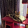 animal, cat, cat_tree, cozy, curtains, cushion, daylight, domestic, fur, furniture, house, indoor, looking, pet, relaxing, resting, striped, sunlight, tabby_cat, window