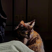 Abyss a rejoint le concours — aidez-le/la à gagner de superbes lots ! animal, cat, close_up, cozy, curious, domestic_cat, fabric, fur, green, indoor, natural_light, pet, portrait, quiet, resting, shadow, sunlight, texture, tortoiseshell_cat, yellow_eyes