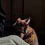 animal, cat, close_up, cozy, curious, domestic_cat, fabric, fur, green, indoor, natural_light, pet, portrait, quiet, resting, shadow, sunlight, texture, tortoiseshell_cat, yellow_eyes