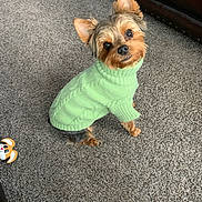 Brody is registered to the contest to win money with this photo: dog, puppy, small_dog, yorkshire_terrier, green_sweater, carpet, indoor, pet, cute, adorable, looking_up, tilted_head, furry, animal, canine, cozy, domestic, companion, brown, black