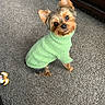 adorable, animal, black, brown, canine, carpet, companion, cozy, cute, dog, domestic, furry, green_sweater, indoor, looking_up, pet, puppy, small_dog, tilted_head, yorkshire_terrier