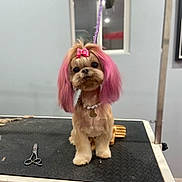 Elli is registered to the contest to win money with this photo: dog, grooming_table, small_dog, pink_hair, bow, pet_accessory, scissors, indoor, animal, cute, fur, collar, necklace, well_groomed, pet, looking_at_camera, studio_light, floor, wall, window