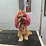 dog, grooming_table, small_dog, pink_hair, bow, pet_accessory, scissors, indoor, animal, cute, fur, collar, necklace, well_groomed, pet, looking_at_camera, studio_light, floor, wall, window