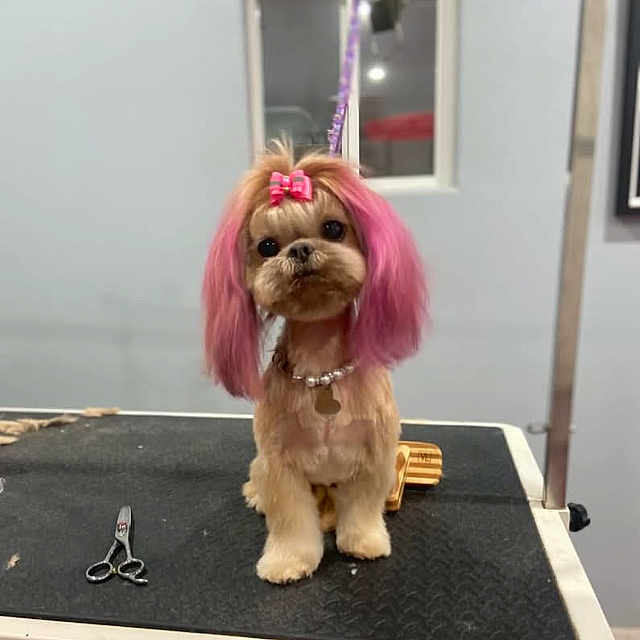 Elli is registered to the contest to win money with this photo: animal, bow, collar, cute, dog, floor, fur, grooming_table, indoor, looking_at_camera, necklace, pet, pet_accessory, pink_hair, scissors, small_dog, studio_light, wall, well_groomed, window