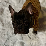 Blaze is registered to the contest to win money with this photo: animal, black_fur, bokeh, close_up, clothing, cute, dog, ears, eyes, french_bulldog, looking_up, muzzle, outdoor, paws, pet, portrait, shallow_depth_of_field, snow, sweater, winter