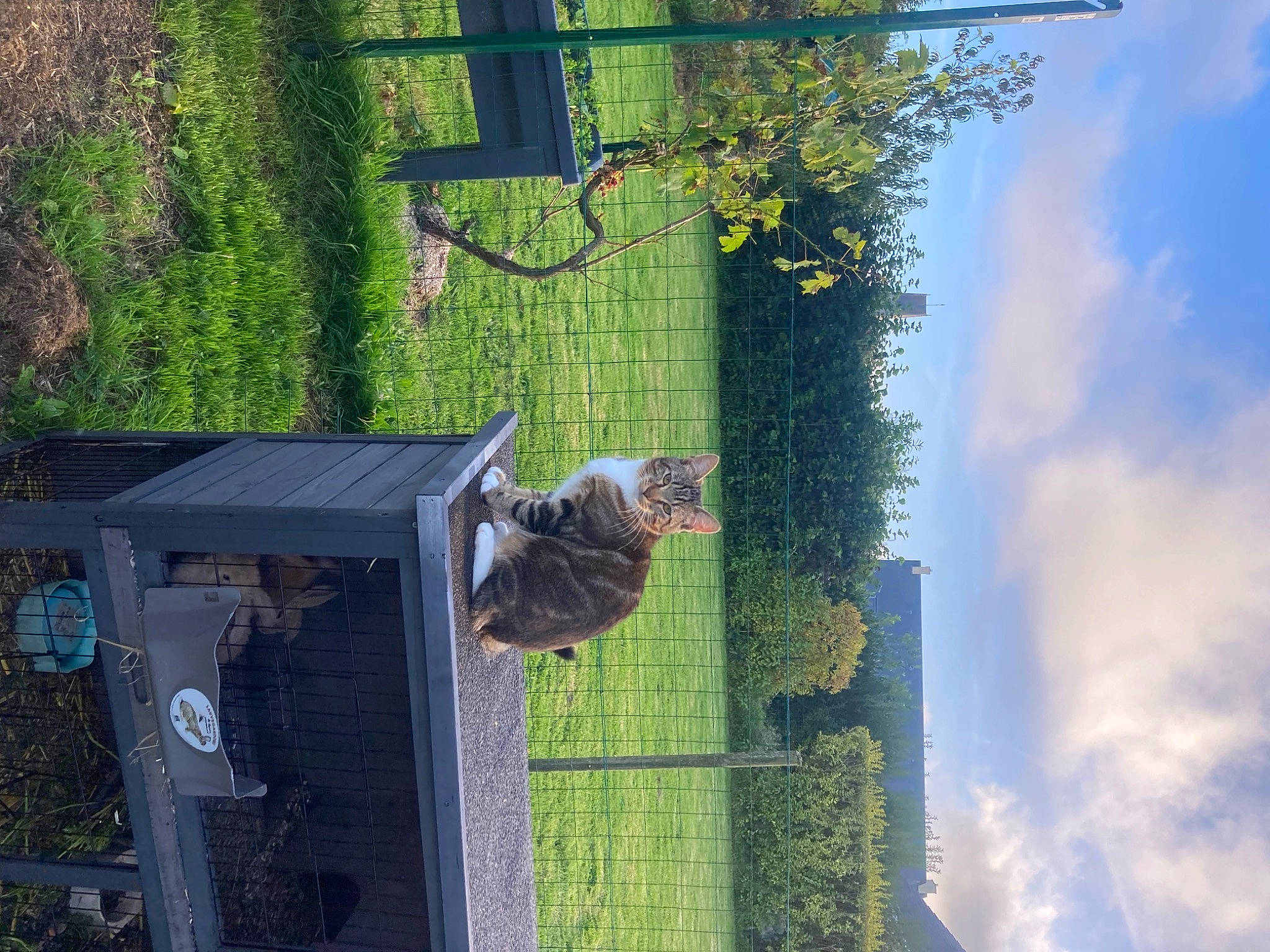 Flash Macqueen participe au concours pour gagner de l'argent avec cette photo : basketball_hoop, biome, bird_supply, cloud, cumulus, flower, grass, green, landscape, leisure, mesh, nature, net, plant, pole, shrub, sky, tree, wheel, wildlife