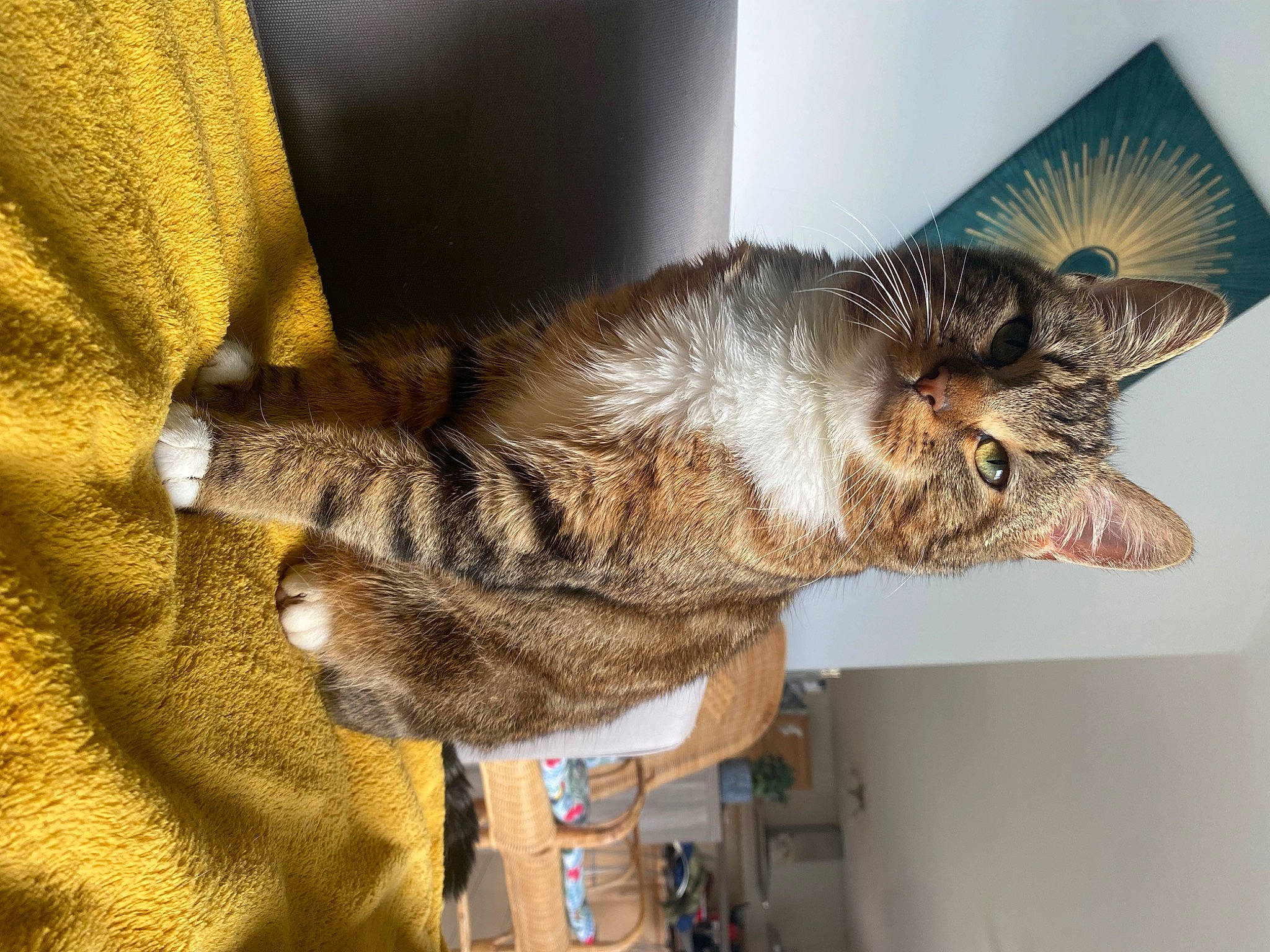 Flash Macqueen a rejoint le concours — aidez-le/la à gagner de superbes lots ! carnivore, cat, claw, domestic_short_haired_cat, felidae, fur, gesture, small_to_medium_sized_cats, snout, tail, whiskers