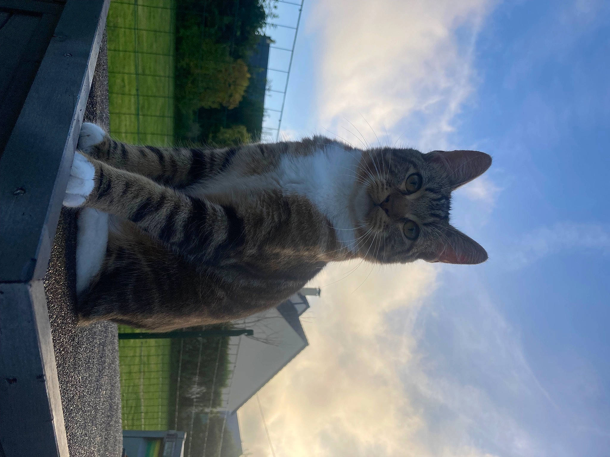 Flash Macqueen a rejoint le concours — aidez-le/la à gagner de superbes lots ! art, carnivore, cat, cloud, cumulus, domestic_short_haired_cat, felidae, fur, grey, mammal, plant, sculpture, sky, small_to_medium_sized_cats, tail, tree, trunk, water, whiskers, window