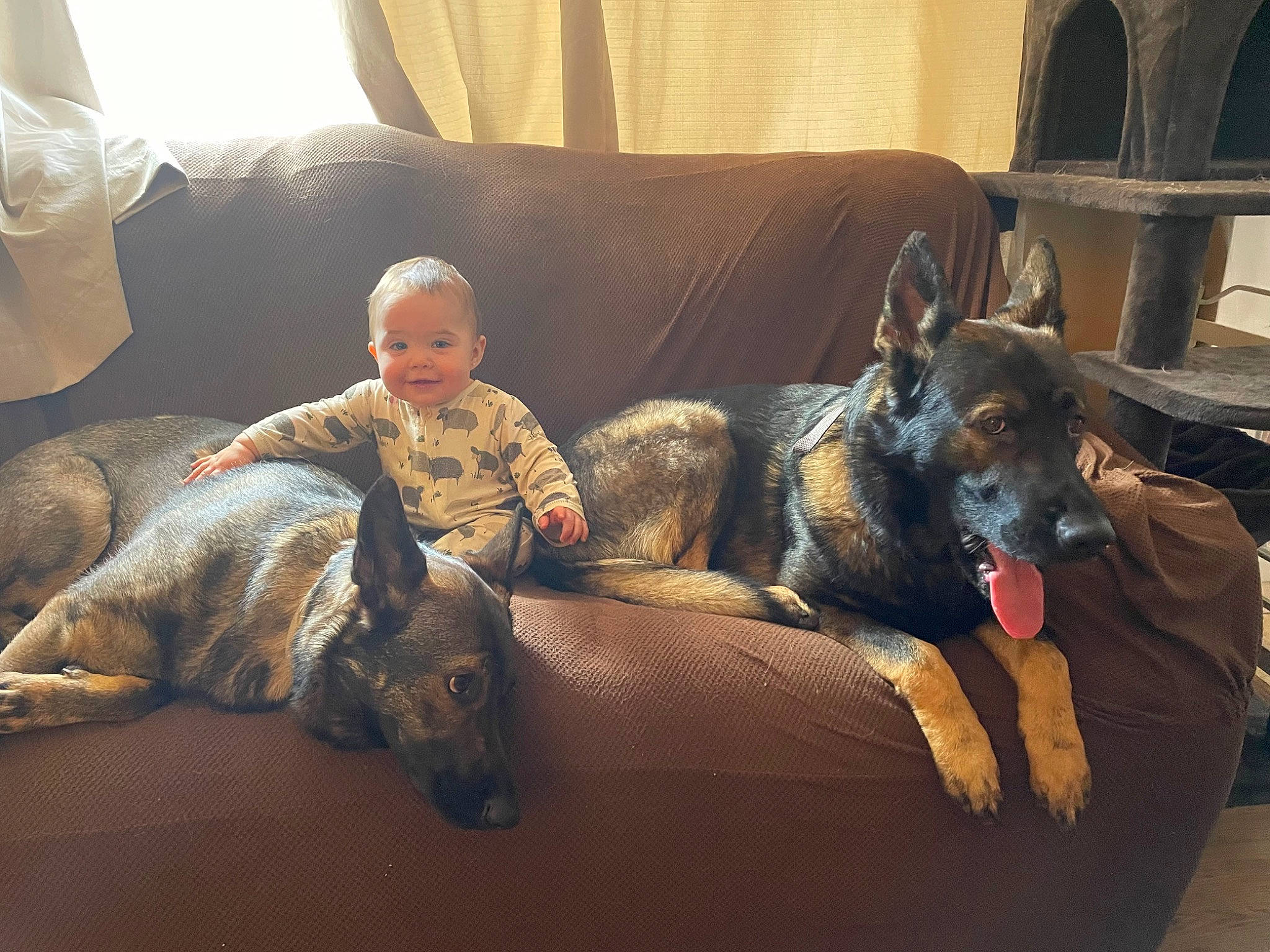 Mary is registered to the contest to win money with this photo: canidae, carnivore, comfort, companion_dog, couch, dog, dog_breed, fawn, fur, furniture, grey, guard_dog, joy, lap, living_room, person, room, sitting, sporting_group, toddler