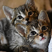 Nikki a rejoint le concours — aidez-le/la à gagner de superbes lots ! kitten, cat, tabby, feline, cute, pets, animal, fur, eyes, whiskers, snuggling, cozy, blanket, indoors, soft, closeup, young, two, playful, domestic