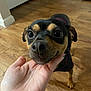 Bean joined the competition — help win amazing prizes! dog, small_dog, close_up, indoor, wooden_floor, hand, pet, animal, cute, black_and_tan, canine, friendly, companion, portrait, looking_up, domestic_animal, flooring, house, muzzle, ears